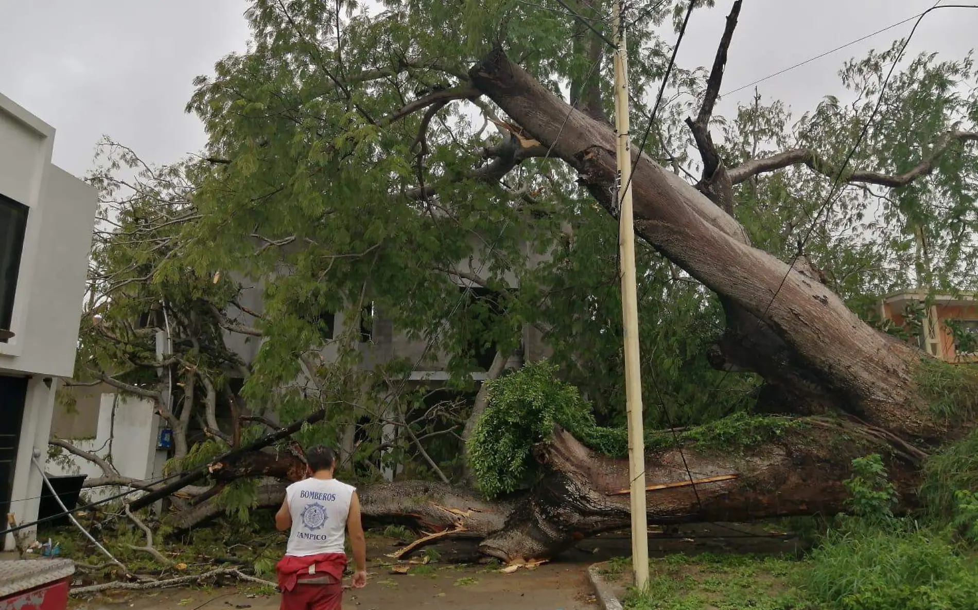 CAÍDA DE ÁRBOL DE TAMPICO